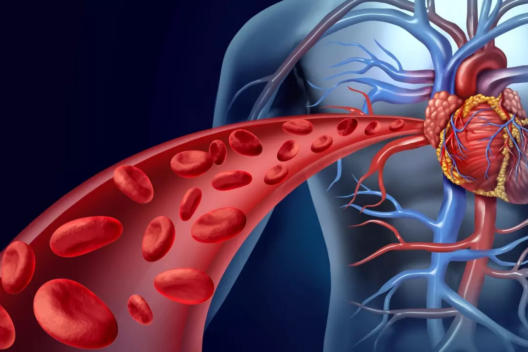 Improved Blood Circulation and Cardiovascular-Related Effects