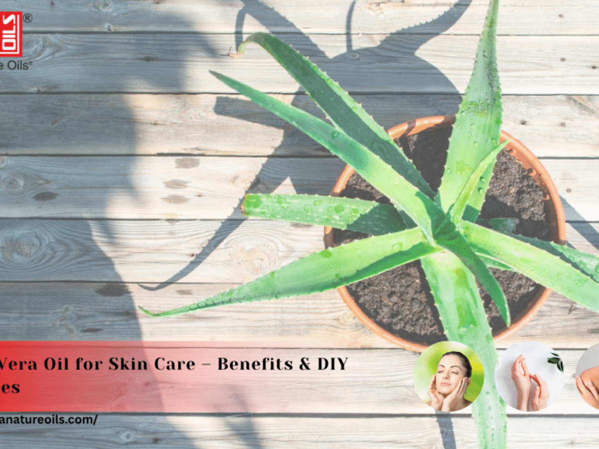 Aloe Vera Oil for Skin Care  Benefits & DIY Recipes - Pure Natural  Essential Oil, Manufacturer, Wholesaler & Supplier in India- Kanha Nature  Oils
