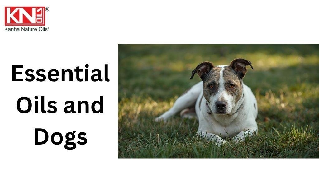 Essential Oils for Stress Relief