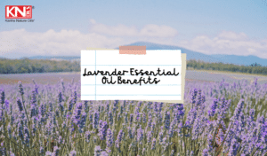 Lavender Essential Oil Benefits