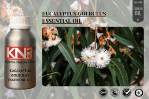 EUCALYPTUS GOLBULUS ESSENTIAL OIL