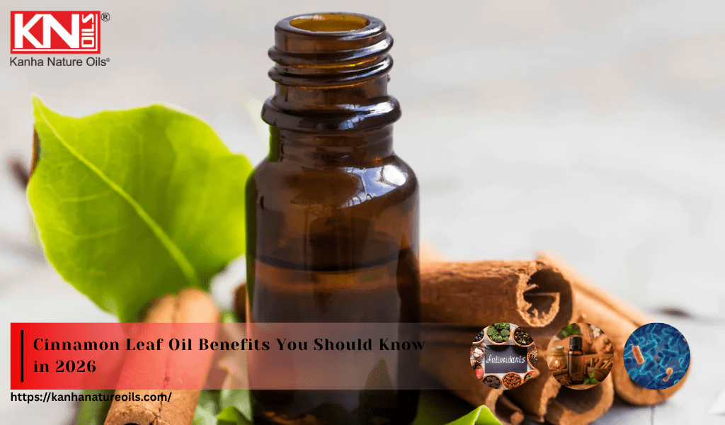 Cinnamon Leaf Oil Benefits You Should Know in 2026