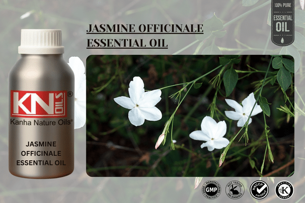 JASMINE OFFICINALE ESSENTIAL OIL
