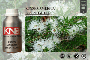 KUNZEA AMBIGUA ESSENTIAL OIL